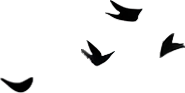 SmallBirds3